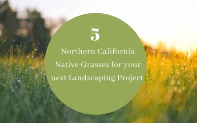 5 Northern California Native Grasses for your next Landscaping Project