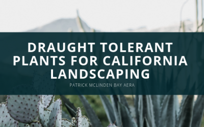 Drought Tolerant Plants for California Landscaping